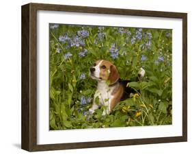 Beagle Hound-Lynn M^ Stone-Framed Photographic Print