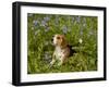 Beagle Hound-Lynn M^ Stone-Framed Photographic Print