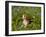 Beagle Hound-Lynn M^ Stone-Framed Photographic Print