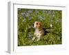 Beagle Hound-Lynn M^ Stone-Framed Photographic Print