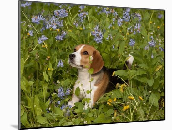 Beagle Hound-Lynn M^ Stone-Mounted Photographic Print