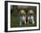 Beagle Hound-Lynn M^ Stone-Framed Photographic Print