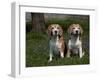 Beagle Hound-Lynn M^ Stone-Framed Photographic Print