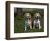 Beagle Hound-Lynn M^ Stone-Framed Photographic Print