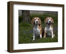 Beagle Hound-Lynn M^ Stone-Framed Photographic Print