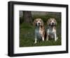 Beagle Hound-Lynn M^ Stone-Framed Photographic Print