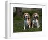 Beagle Hound-Lynn M^ Stone-Framed Photographic Print