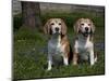 Beagle Hound-Lynn M^ Stone-Mounted Photographic Print