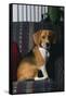 Beagle in Armchair-DLILLC-Framed Stretched Canvas