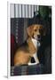 Beagle in Armchair-DLILLC-Framed Photographic Print