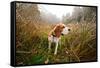 Beagle in Forest-igorr-Framed Stretched Canvas