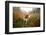 Beagle in Forest-igorr-Framed Photographic Print