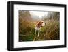 Beagle in Forest-igorr-Framed Photographic Print