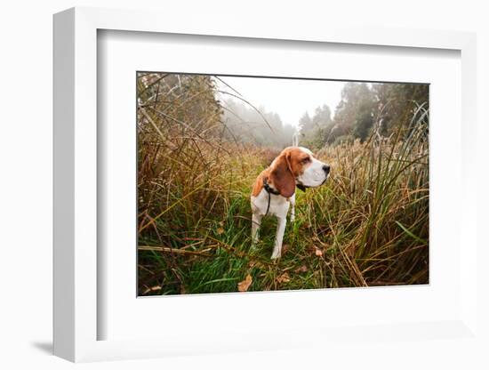 Beagle in Forest-igorr-Framed Photographic Print