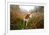 Beagle in Forest-igorr-Framed Photographic Print