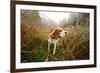Beagle in Forest-igorr-Framed Photographic Print