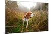 Beagle in Forest-igorr-Mounted Photographic Print