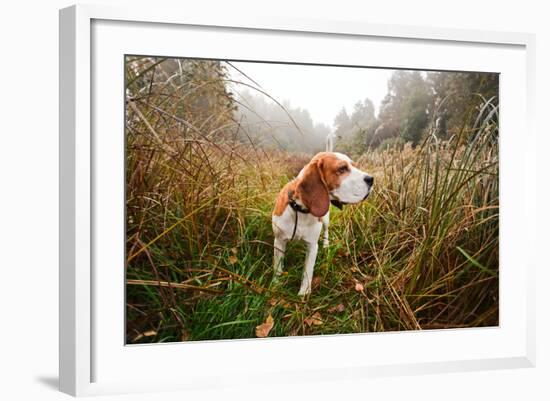 Beagle in Forest-igorr-Framed Photographic Print