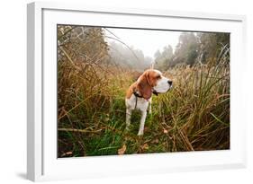 Beagle in Forest-igorr-Framed Photographic Print