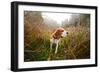 Beagle in Forest-igorr-Framed Photographic Print