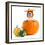 Beagle in Pumpkin-igorr-Framed Premium Photographic Print