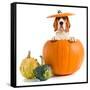 Beagle in Pumpkin-igorr-Framed Stretched Canvas