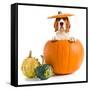 Beagle in Pumpkin-igorr-Framed Stretched Canvas