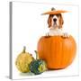 Beagle in Pumpkin-igorr-Stretched Canvas