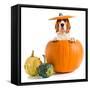 Beagle in Pumpkin-igorr-Framed Stretched Canvas