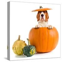 Beagle in Pumpkin-igorr-Stretched Canvas