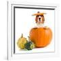 Beagle in Pumpkin-igorr-Framed Photographic Print