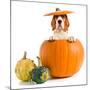 Beagle in Pumpkin-igorr-Mounted Photographic Print