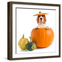 Beagle in Pumpkin-igorr-Framed Photographic Print