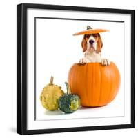 Beagle in Pumpkin-igorr-Framed Photographic Print