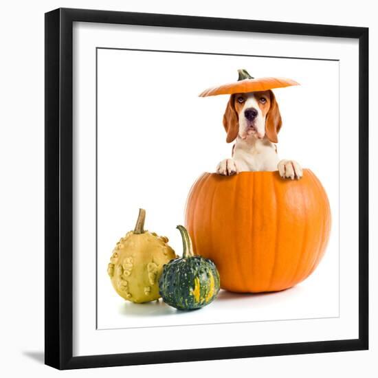 Beagle in Pumpkin-igorr-Framed Photographic Print