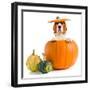 Beagle in Pumpkin-igorr-Framed Photographic Print