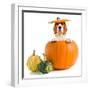 Beagle in Pumpkin-igorr-Framed Photographic Print