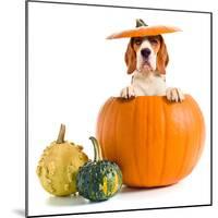 Beagle in Pumpkin-igorr-Mounted Photographic Print