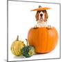 Beagle in Pumpkin-igorr-Mounted Photographic Print