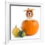 Beagle in Pumpkin-igorr-Framed Photographic Print