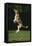 Beagle Jumping in Park-DLILLC-Framed Stretched Canvas