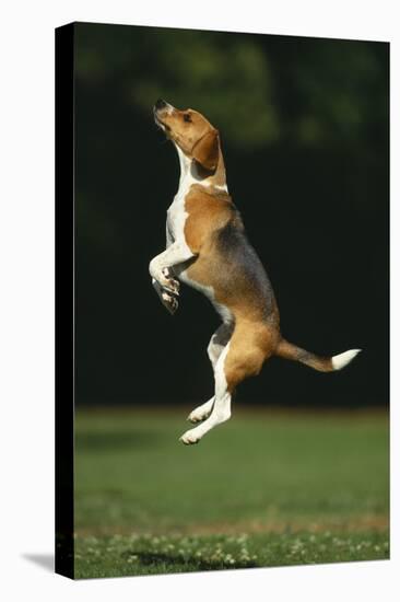 Beagle Jumping in Park-DLILLC-Stretched Canvas
