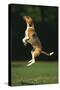 Beagle Jumping in Park-DLILLC-Stretched Canvas