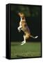 Beagle Jumping in Park-DLILLC-Framed Stretched Canvas