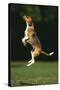 Beagle Jumping in Park-DLILLC-Stretched Canvas