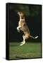 Beagle Jumping in Park-DLILLC-Framed Stretched Canvas