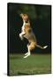 Beagle Jumping in Park-DLILLC-Stretched Canvas