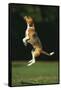 Beagle Jumping in Park-DLILLC-Framed Stretched Canvas