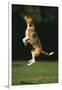 Beagle Jumping in Park-DLILLC-Framed Photographic Print