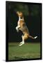 Beagle Jumping in Park-DLILLC-Framed Photographic Print